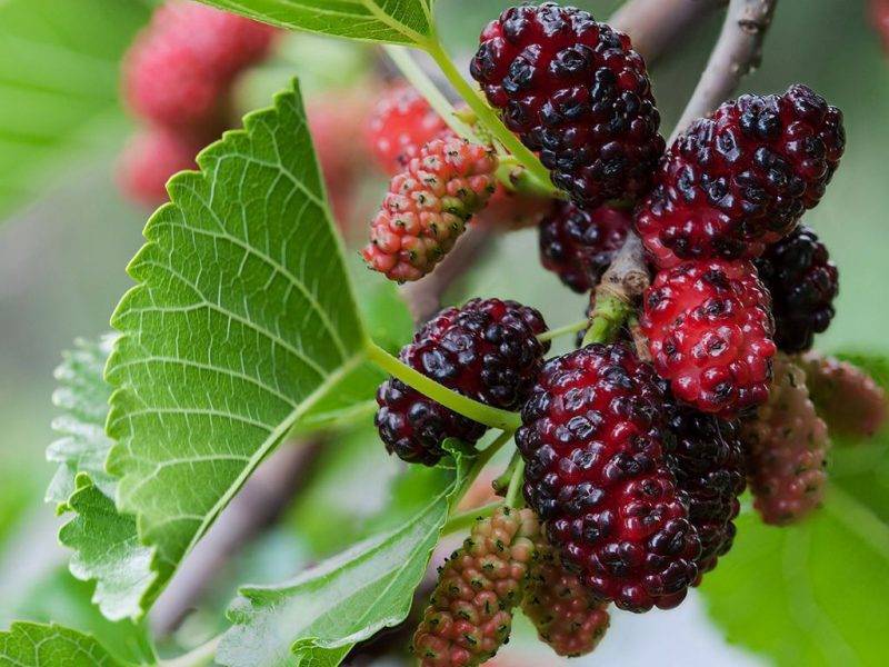 Шелковица купить саженцы из питомнике в Шахтах