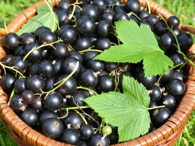 Смородина купить саженцы из питомника в Шахтах