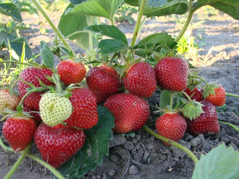 Клубника купить саженцы из питомника в Шахтах
