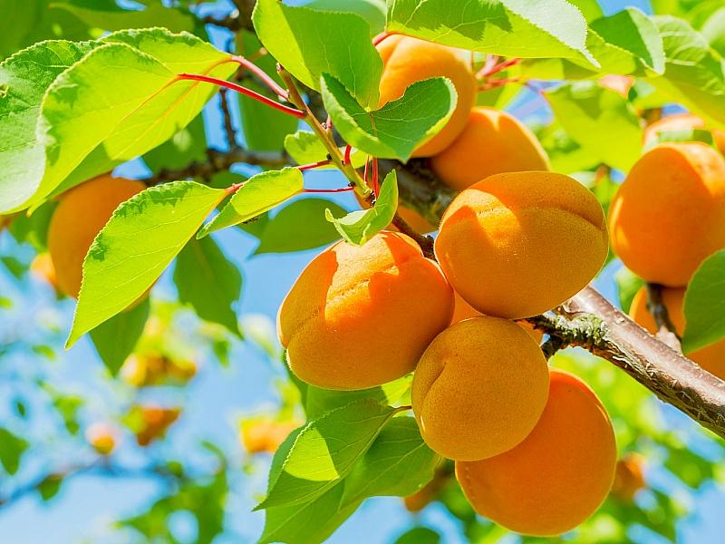 Абрикос купить саженцы из питомнике в Шахтах