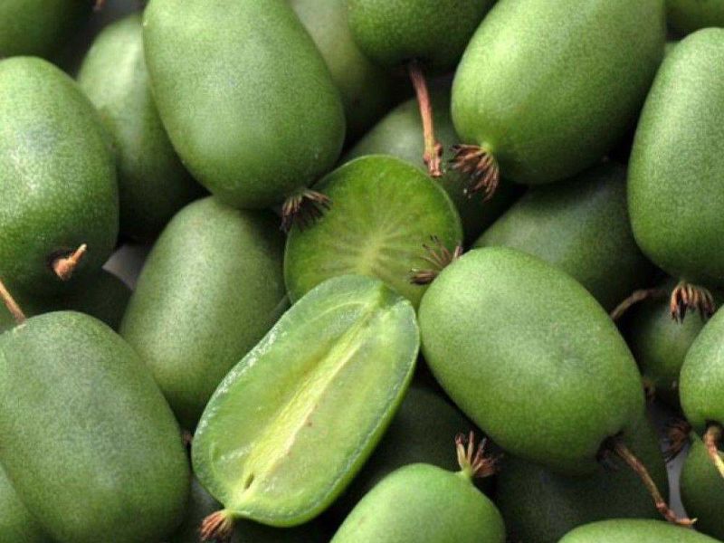 Актинидия купить саженцы из питомнике в Шахтах