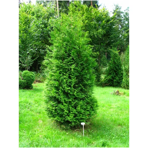 Туя Смарагд 60 см