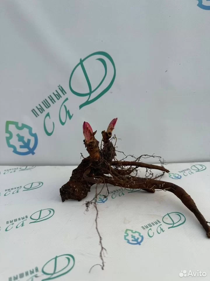 Пион "МАДАМ ГОДИШО"