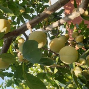 Слива "РЕНКЛОД РАННИЙ