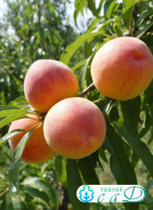 Персик "ГРИНСБОРО" (срок созревания - август)