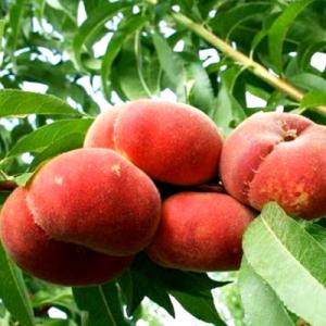Персик "НИКИТСКИЙ ПЛОСКИЙ" инжирный срок созревания август