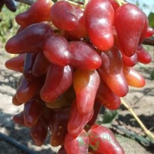 Виноград "ОСКАР"
